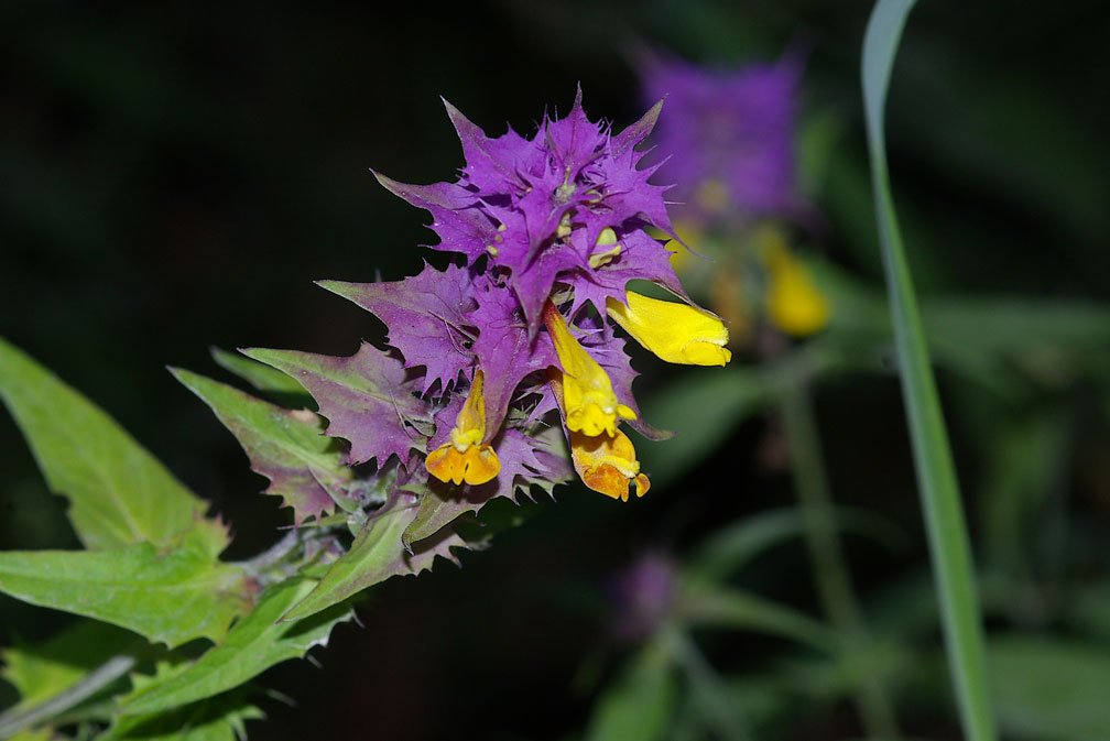 Melampyrum italicum